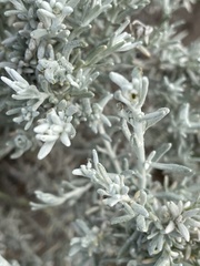 Senecio patagonicus