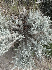 Senecio patagonicus