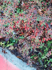 Cotoneaster apiculatus