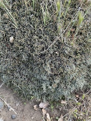 Ephedra frustillata