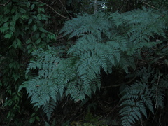 Davallia formosana