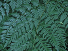 Davallia formosana