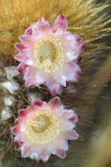 Cereeae