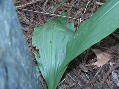 Eulophia cernua