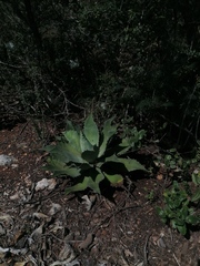 Agave seemanniana