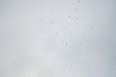 Fringilla montifringilla