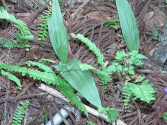 Eulophia cernua