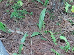 Eulophia cernua