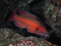 Bodianus scrofa