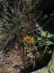 Tagetes lucida