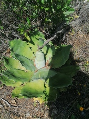 Agave potatorum