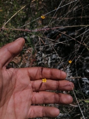 Tagetes subulata