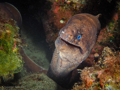 Gymnothorax unicolor