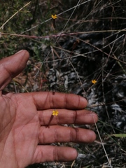 Tagetes subulata
