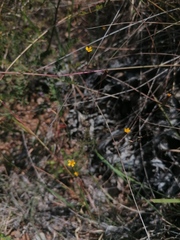 Tagetes subulata