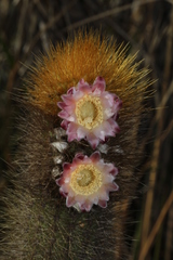 Cereeae