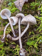 Mycena aetites