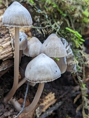 Mycena aetites