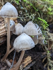 Mycena aetites