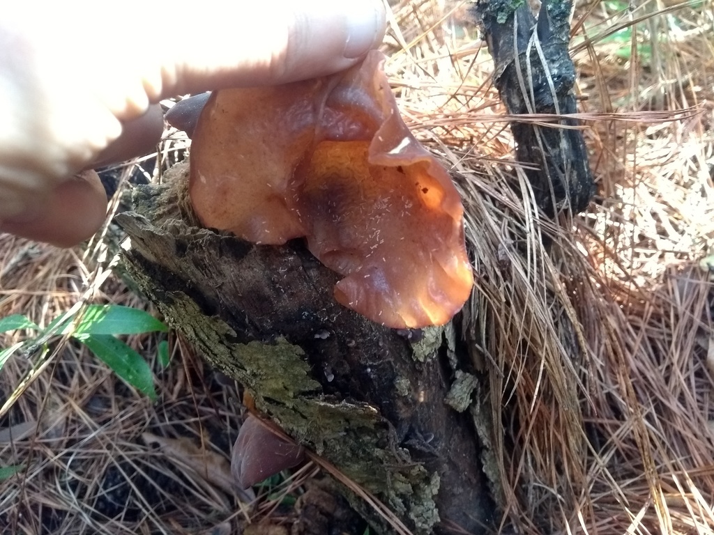 Auricularia fuscosuccinea · September 2019 · photo: © piterkeo (iNaturalist, cc-by-sa)