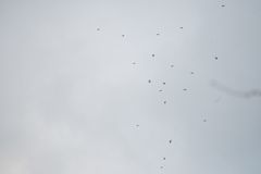 Fringilla montifringilla