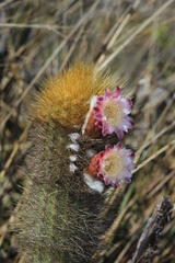 Cereeae