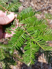 Taxus cuspidata
