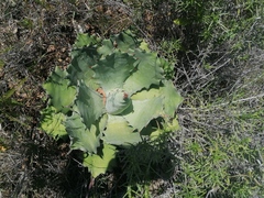 Agave potatorum