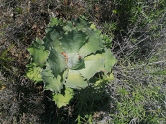 Agave potatorum