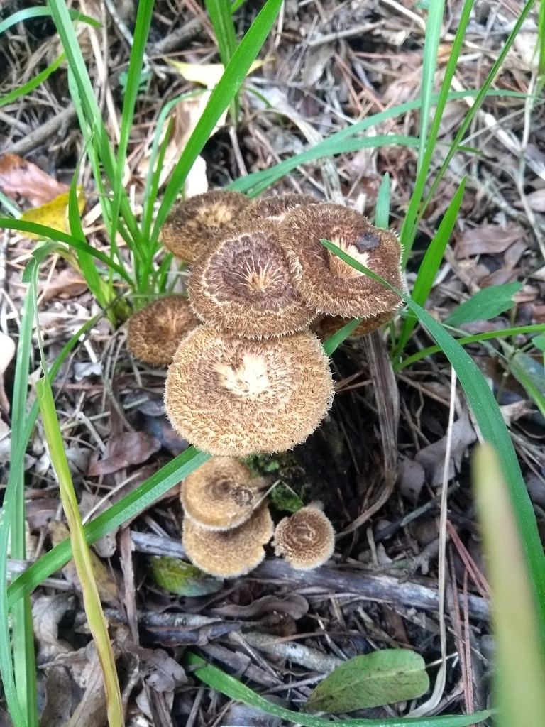Lentinus crinitus · September 2019 · photo: © piterkeo (iNaturalist, cc-by-sa)