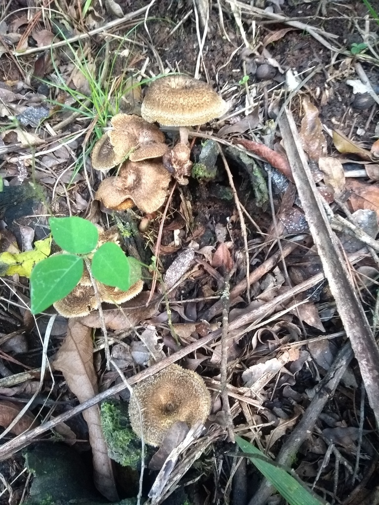 Lentinus crinitus · September 2019 · photo: © piterkeo (iNaturalist, cc-by-sa)