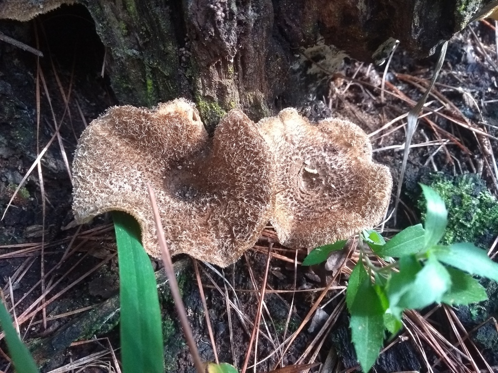 Lentinus crinitus · September 2019 · photo: © piterkeo (iNaturalist, cc-by-sa)