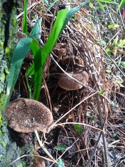 Lentinus crinitus
