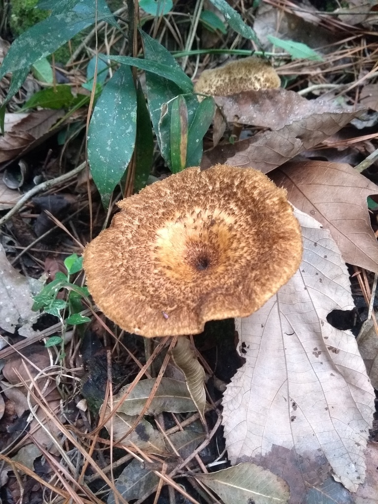 Lentinus crinitus · September 2019 · photo: © piterkeo (iNaturalist, cc-by-sa)