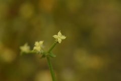 Galium trichocarpum