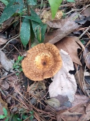 Lentinus crinitus