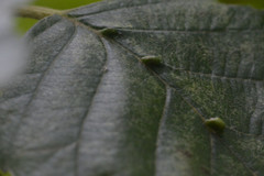 Aceria nalepai