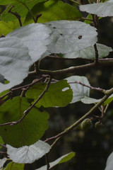 Aceria nalepai