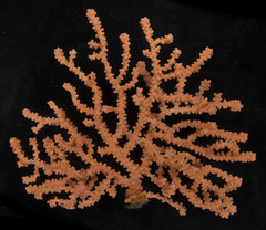 Calcigorgia spiculifera