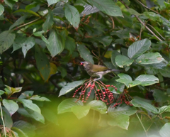Saltator striatipectus scotinus