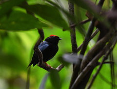 Chiroxiphia lanceolata