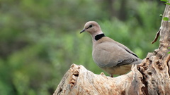 Streptopelia vinacea