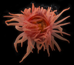 Cribrinopsis fernaldi
