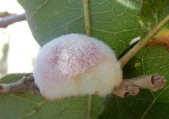 Striatoandricus aciculatus