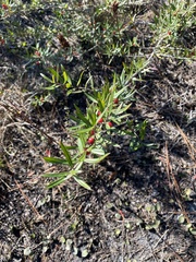 Ilex myrtifolia