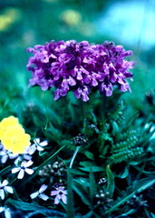 Pedicularis verticillata