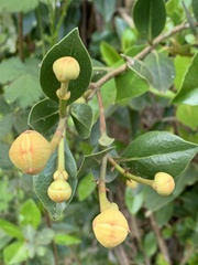 Hydrangea serratifolia