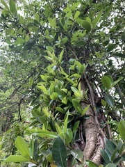 Hydrangea serratifolia