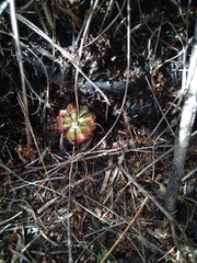 Drosera slackii