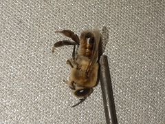 Hymenoptera
